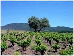 Vignes et olivier prs de Saint-Chinian