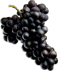 Grappe de raisin noir